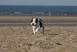 STAFFIE 249
